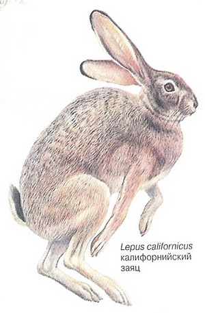 Калифорнийский заяц