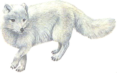 Песец, полярная лисица