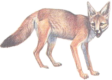 корсак степная лисица